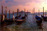 VENICE21 (6)